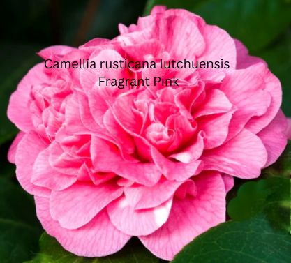 Camellia japonica rosa, Kamelien mit rosa Blüten